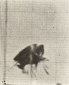 Plate 770 American eagle flying near the ground — figure reference